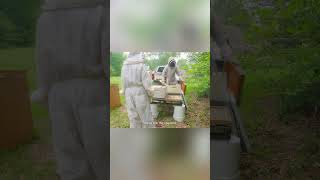 First Time With Langstroth Hives! Bees & New Gear #shorts