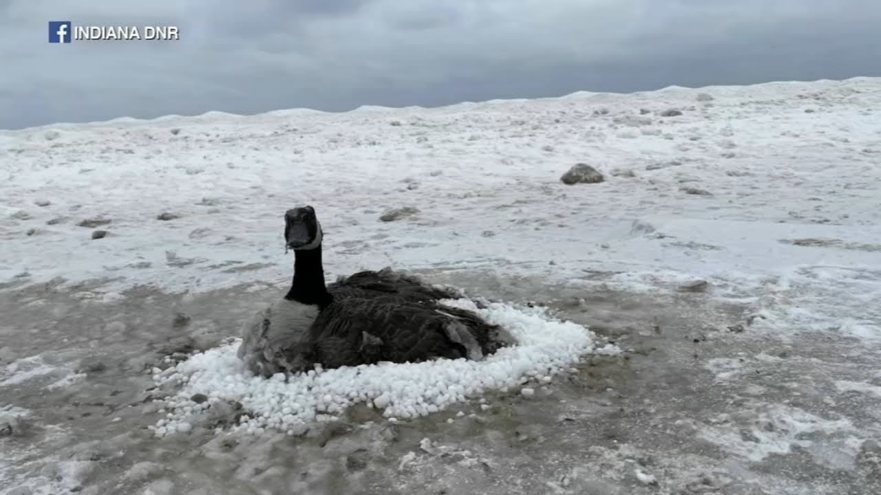 Goose frozen to sand rescued at Indiana Dunes