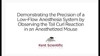 Tail Curl Reaction in an Anesthetized Mouse