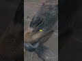 Giraffe and rhinoceros 🦏 #shorts #shortvideo #shortsfeed #trendingshorts #trending #viralvideo
