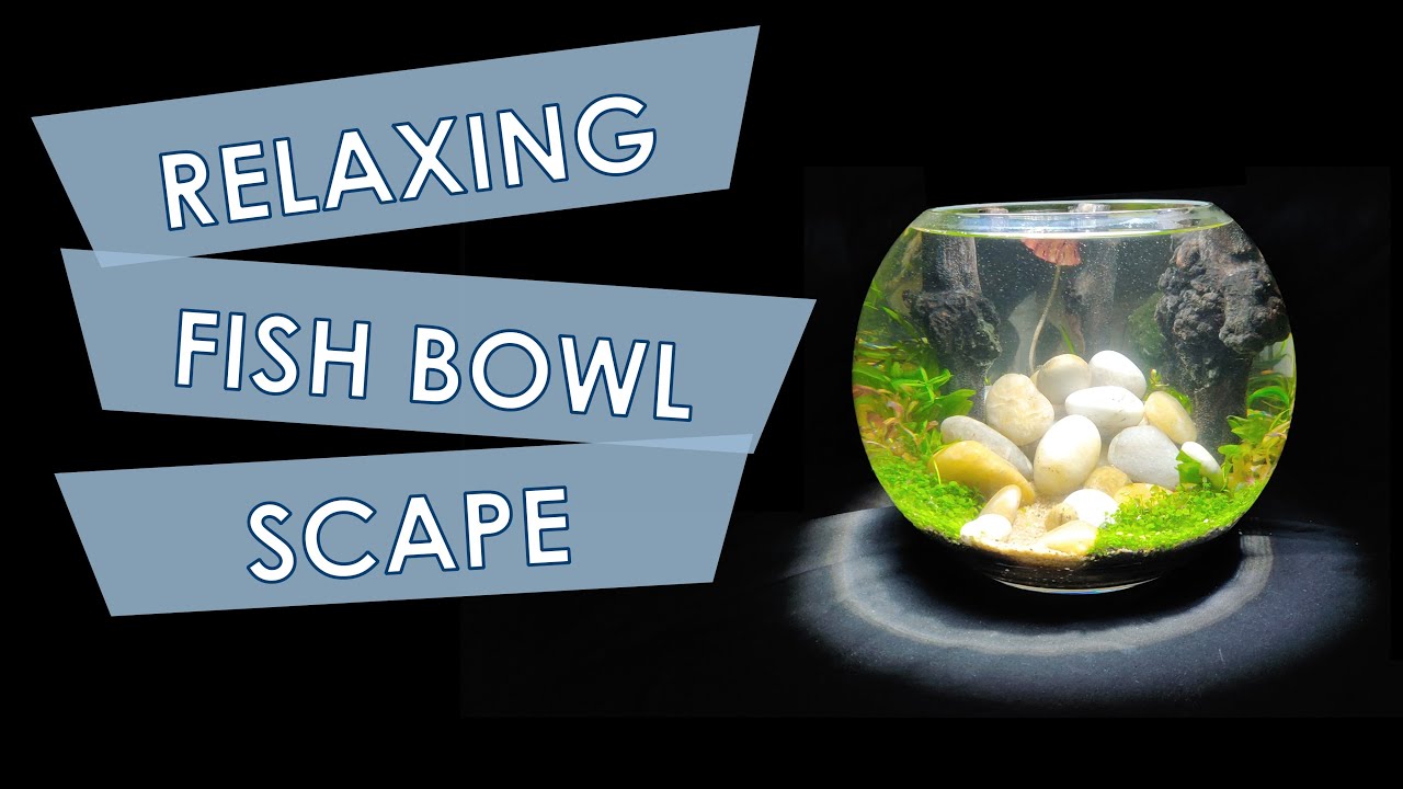 HOW TO 12 Litre Fish Bowl Aquascape YouTube