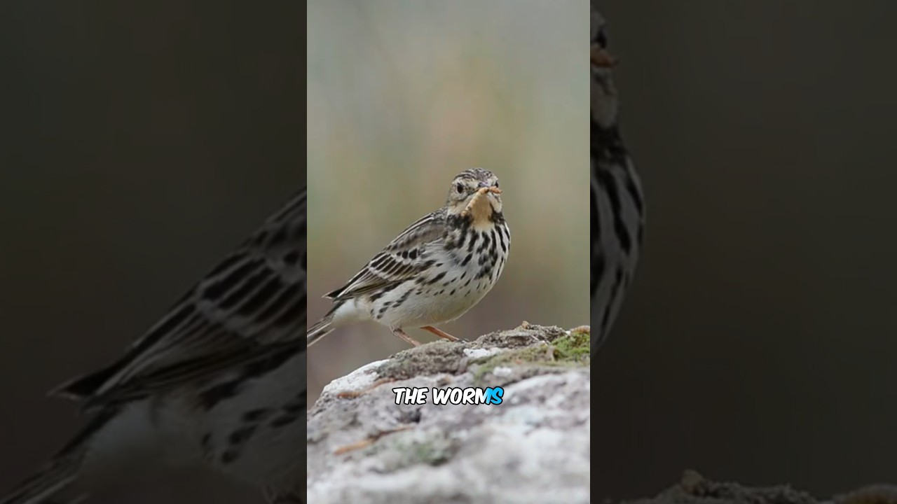 How Do Birds Find Worms! #shorts