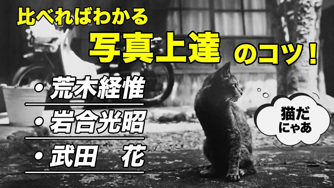 【写真が上達する近道！】ポートレートから風景写真まで、様々な写真に通じる撮り方のコツを、荒木経惟、岩合光昭、武田花、三者三様の「ねこ写真」を見ながら探っていく！