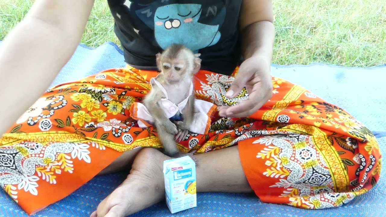 Natural sound kerry monkey want to drink lactasoy milk