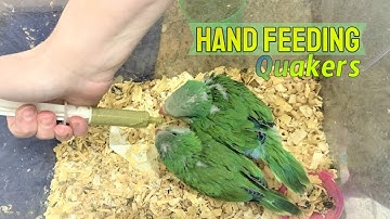 Quakers aka monk parakeet hand taming and feeding