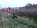 Labrador retriever - Lusia