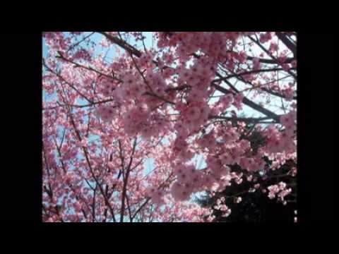 Sakura: la japonesa flor del Cerezo - YouTube