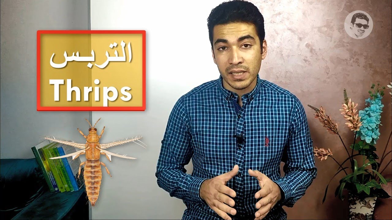 كل ما تريد معرفته عن حشرة التربس thrips