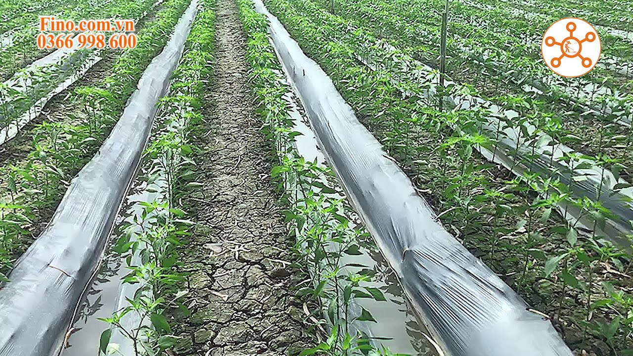 Vườn #Ớt 25-30 ngày của anh Biền_Đồng Tháp #ĐọtMập #ChồiMạnh #LáTo #KỹThuậtTrồngVàChămSócCâyỚt.
