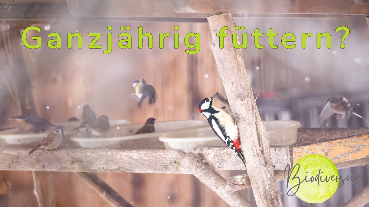 Vögel ganzjährig füttern? 🤔 / Gängige Argumente  für & gegen Ganzjahresfütterung