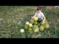 Ярославский школьник вырастил на даче урожай арбузов