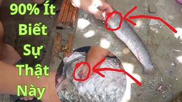 Khi Mần Cá Lóc Chỉ Cần Loại Bỏ 4 Thứ Này Trên Cá Sẽ Hết Bị Tanh/Cách Làm Cá Bỏ Hết Nhớt Tanh Của Cá