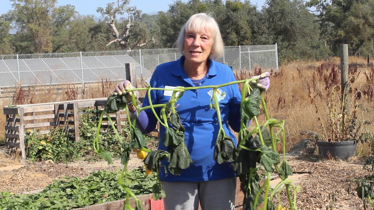 Welcome to Wasuma School Garden: Virtual Garden Tour Part 2