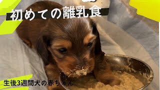 初めての離乳食を食べる可愛いミニチュアダックスの子犬たち【生後3週間】