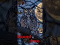 sound effects owl [FREE] #sound #voiceeffects #soundeffects #shorts #backgroundmusic