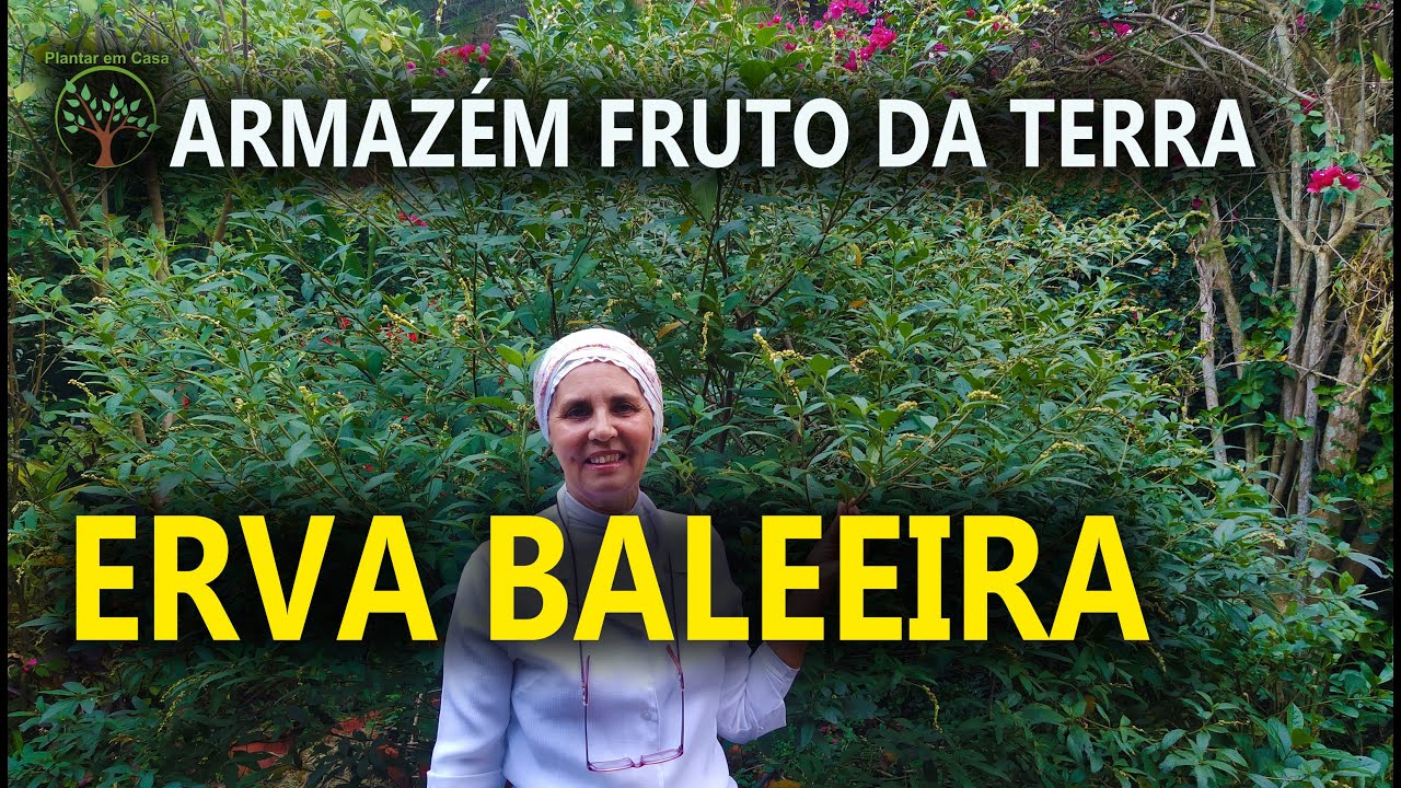 Erva Baleeira com Sandra Ricco do Armazém Fruto da Terra