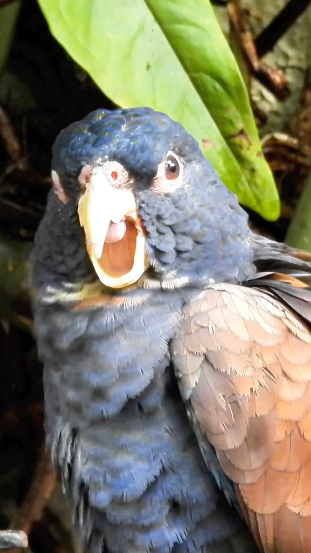 Stunning Parrot