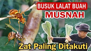 Lalat Buah bikin Busuk, segera bikin Ramuan ini !!!