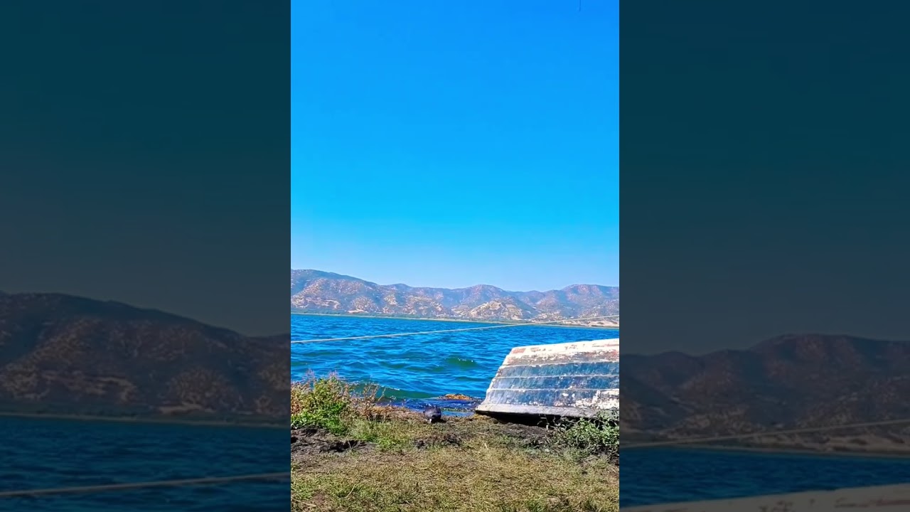 Catch of the moment: a rare species of seabird