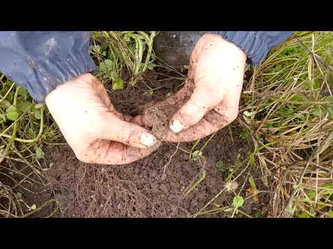 Video: Gløgg Med Nellik Og Naturlig Honning