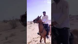 Anregy of horse #sultan #grk horses #subscribe #foryou
