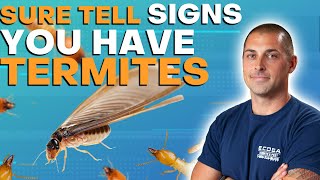 7  Sure Tell Signs You Have Termites