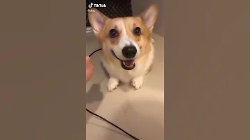 الحيوان Tiktok مقطع فيديو مضحك قصير اتصل بي باسمك 