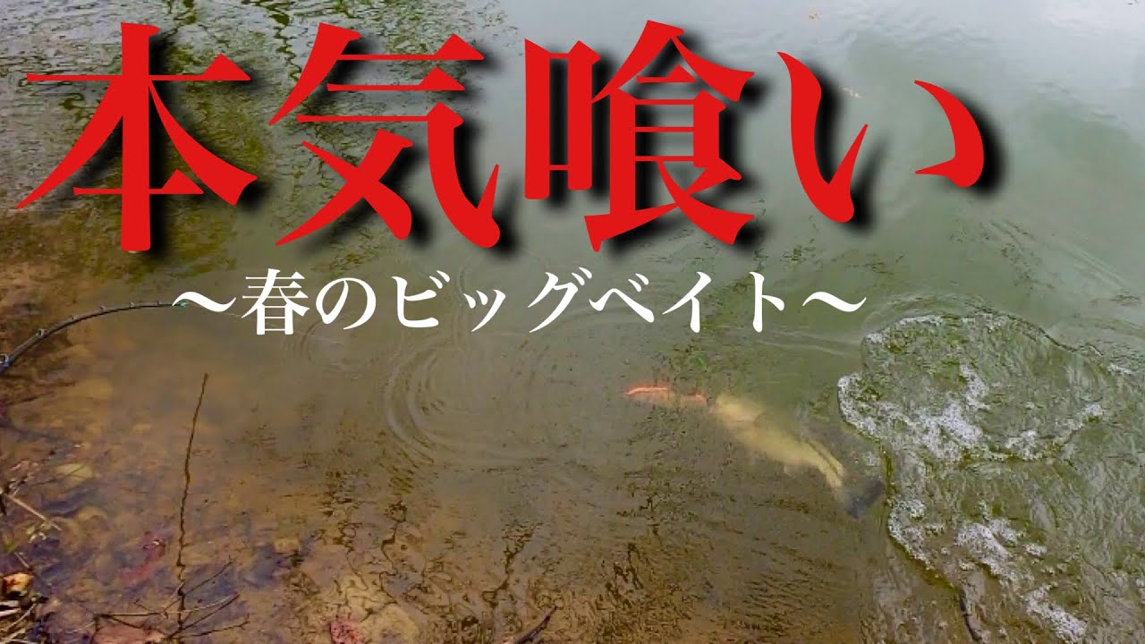 KLASH9】春のバス釣りでビッグベイトがヤバすぎる‼︎ - YouTube