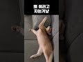 스크류냥 #cat #고양이 #viralvideo #cute #각종유머