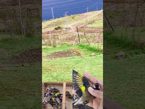 Hunting The Wild Goldfinch Birds Goldfinch صيد المقنين الحسون الخلوي 