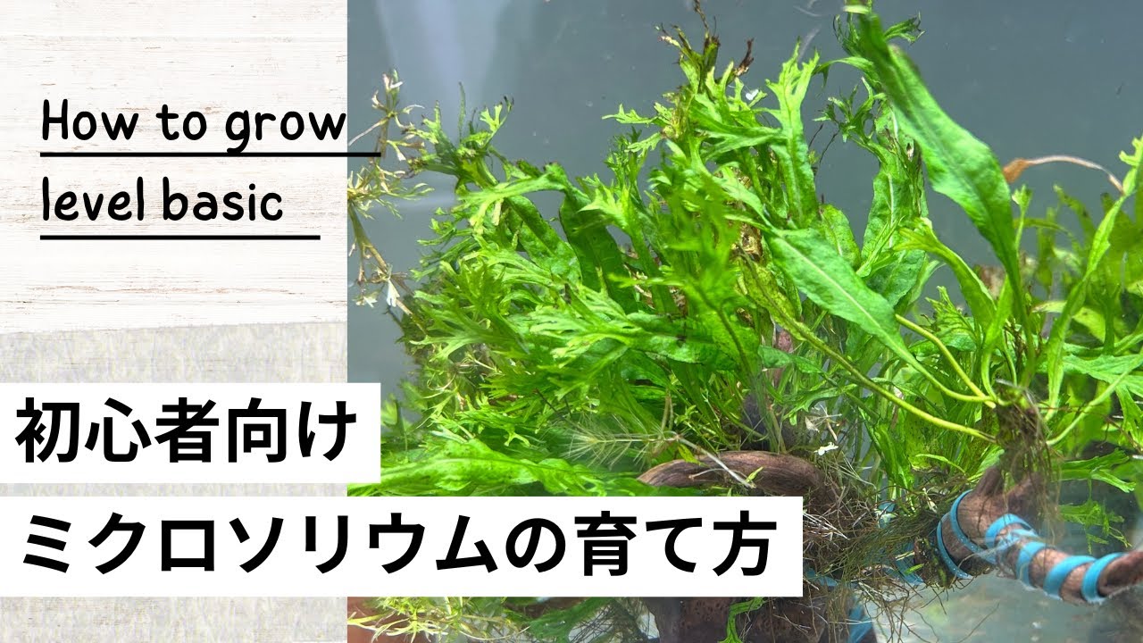 ミクロソリウムの育て方｜プテロプス、ウェンディロフなどの種類からシダ病対策まで解説