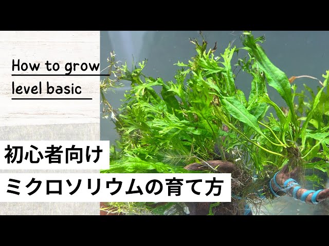 How to Grow Microsorum | From Pteropus and Wendilof varieties to