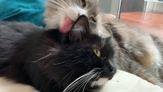 まったりとお互いを毛繕いしてたのに急にケンカを始める猫　ラガマフィン　A cat that suddenly gets angry