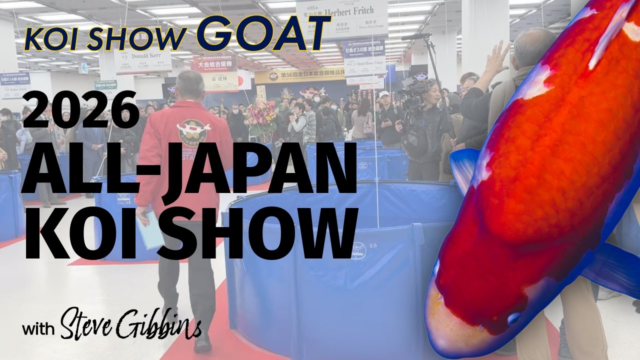 Ep. 09 The All-Japan Koi Show with Steve Gibbins