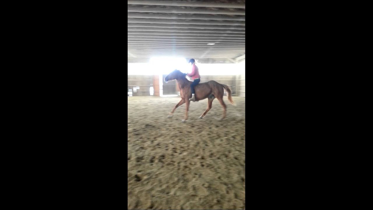 Starting to canter circles bridleles with neckrope