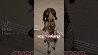 GSP puppy every veteran has 2 kinds of...#shorts #ytshorts #dog #gsp #viral