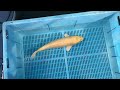 7-23-34 - 16-18” Doitsu Yamabuki Ogon Koi