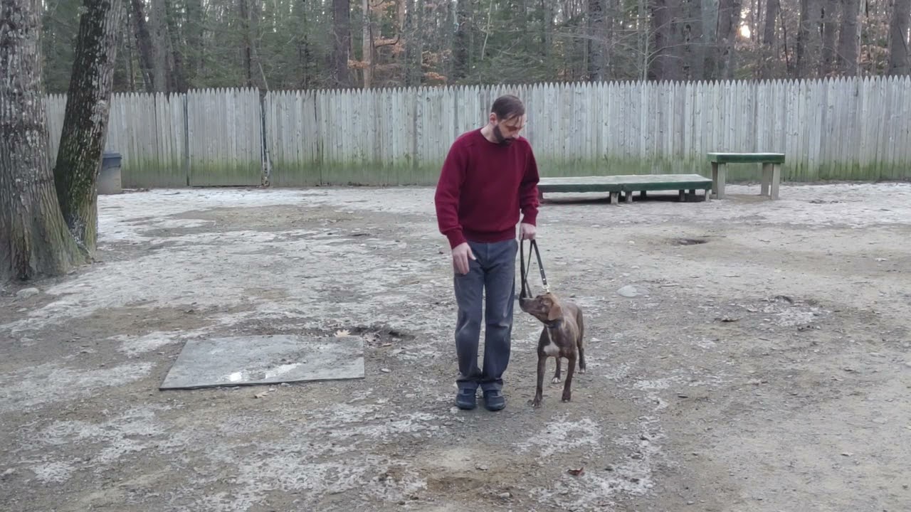 blue collar k9 training