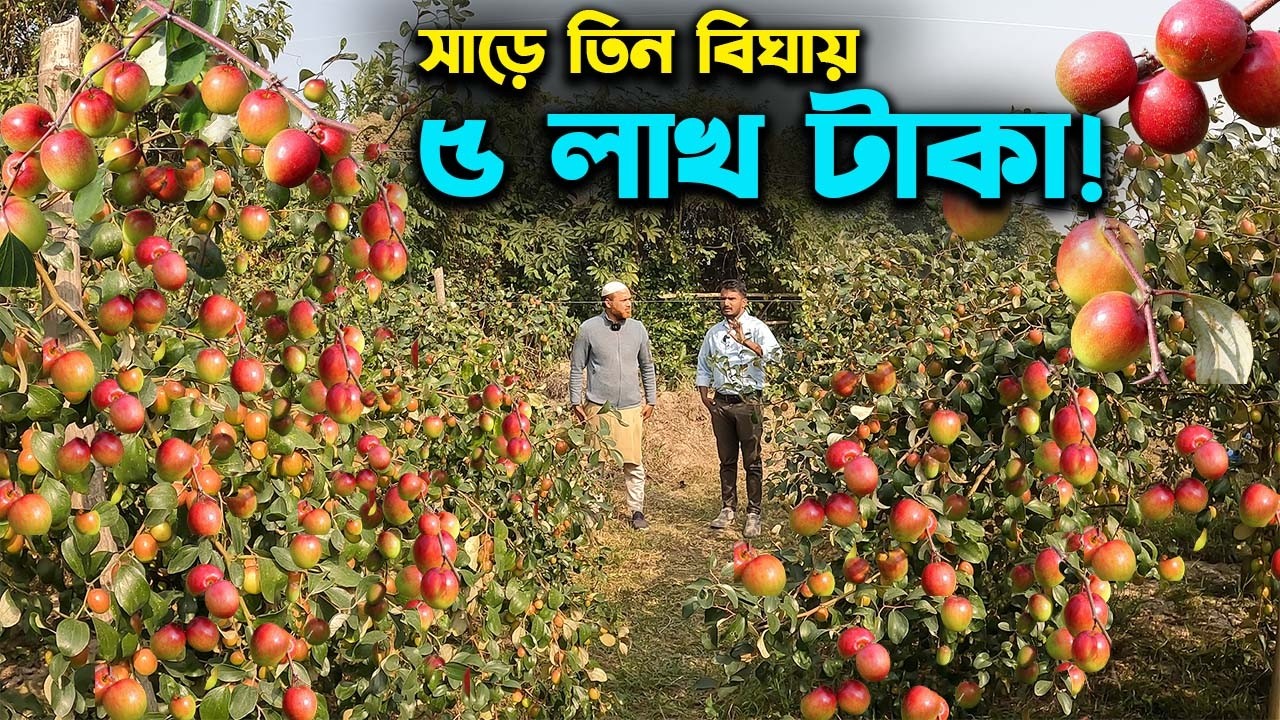 থাই আপেল কুল চাষে সাড়ে তিন বিঘায় ৫ লাখ বিক্রি কৃষকের | Ep-1024