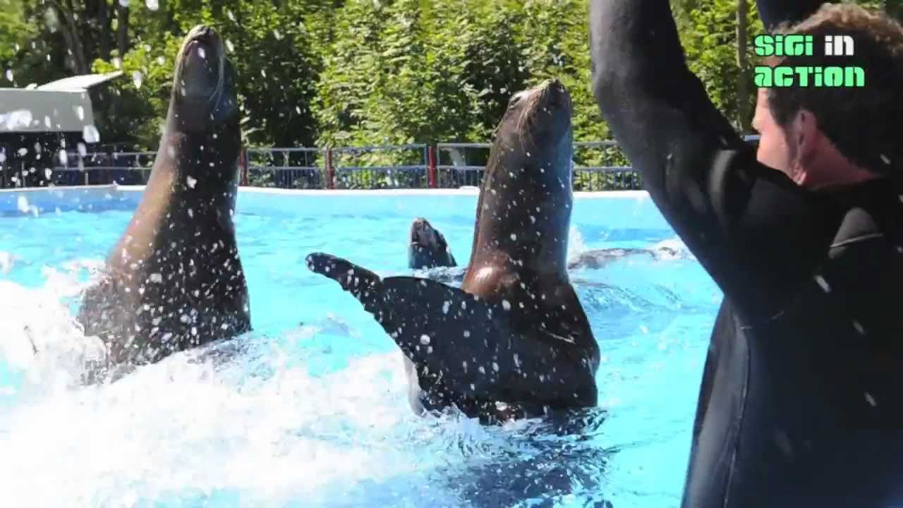 Sealion Seelöwen Show  Zoo Berlin