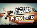 NOMBRES DE PERRO POR COLORES