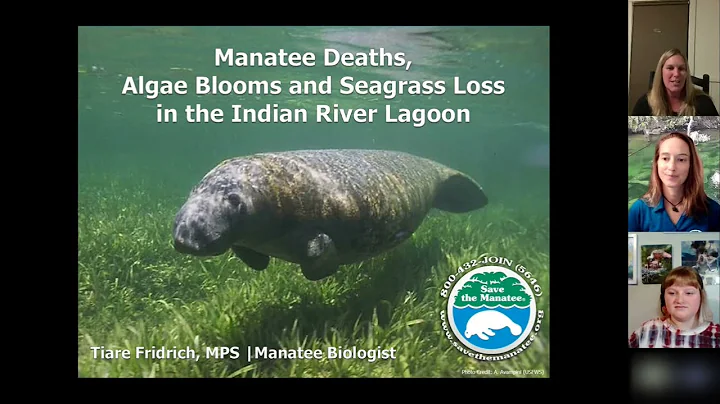Webinar: Manatee Deaths, Algae Blooms and Seagrass Loss in the Indian River Lagoon