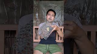 Nangkap Tokek Liar Pakai 3 Cara Unik