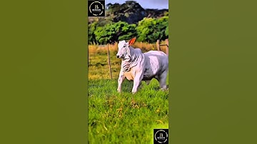 Sapi brahman #cow #sapi #sapimakan #sapigemuk