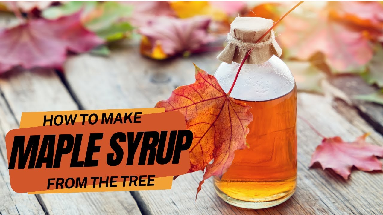 How To Make Maple Syrup From The Tree - YouTube