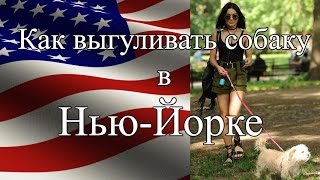 Первая собака. Как выгуливать собак в Нью-Йорке, правила и ограничения в парках. SJ5000x Первая собака. Как выгуливать собак в Нью-Йорке, правила и ограничения в парках. SJ5000x