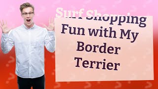 How Can I Make Surf Shopping Fun with My Border Terrier?