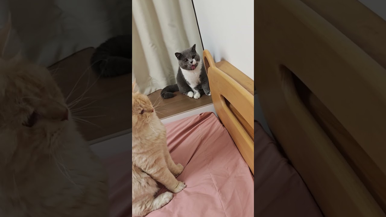 The Bug Was Just Too Much | 