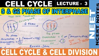 S and G2 Phase of cell cycle | S & g2 phase of interphase | cell cycle | CBSE | NEET21-22 | CLASS 11