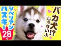 ❤️人気28位【シベリアン・ハスキーってどんな犬？】子犬の価格や性格、寿命、飼いやすさは？ カワイイ動画でチェック！